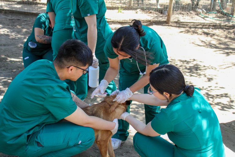 Carrera de Medicina Veterinaria realiza operativo en refugio de la Fundación Ayuda Callejeros