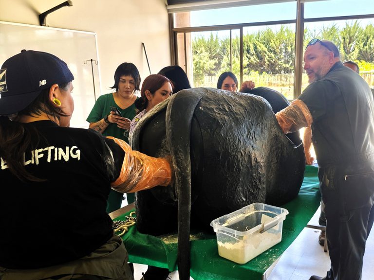 Facultad de Medicina Veterinaria y Agronomía realiza dos nuevos cursos dirigidos a egresados de Técnico de Nivel Superior Veterinario