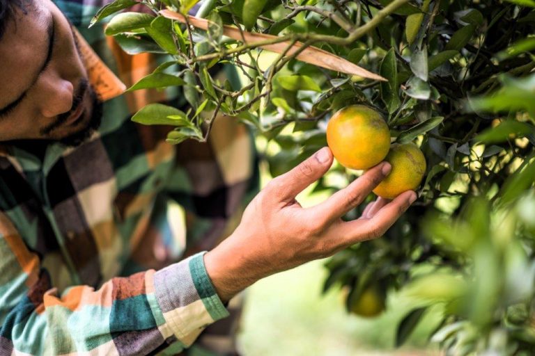“Manejo Integrado de Plagas en Frutales” es el nombre de nuevo curso para egresados de la Escuela de Agronomía