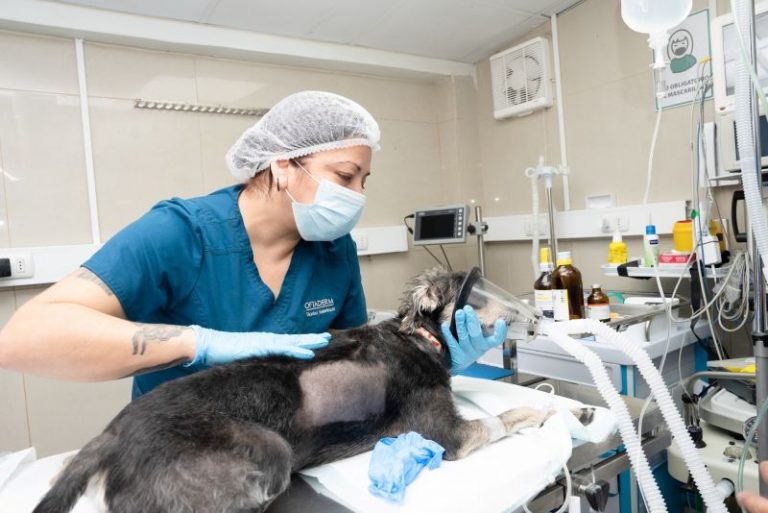 Egresada de Técnico de Nivel Superior Veterinaria UDLA destaca su paso por la Universidad: “Siempre tuve un profesor que respondiera”