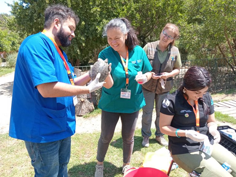 Atenciones médico veterinarias de Sede Viña del Mar benefician a 2.939 animales en 2024, incluyendo afectados por megaincendio