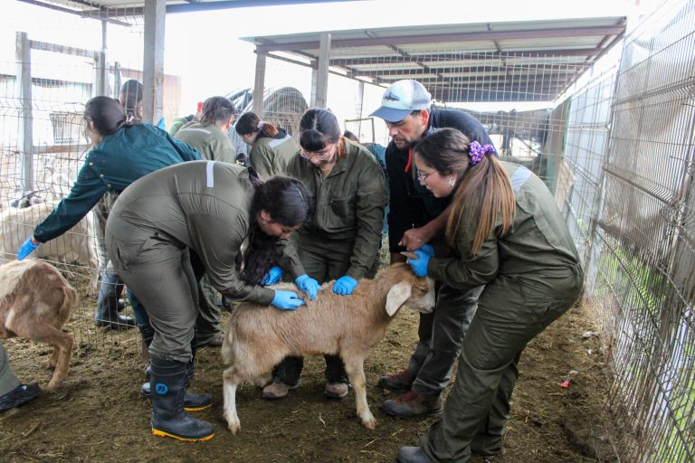 Estudiantes de Medicina Veterinaria realizan operativo en la Granja Municipal de Maipú