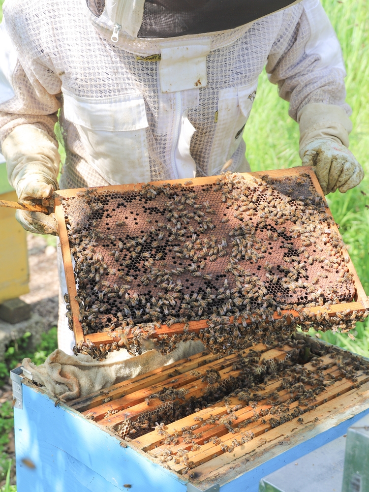 FAVA realiza charla sobre apicultura sostenible y salud global