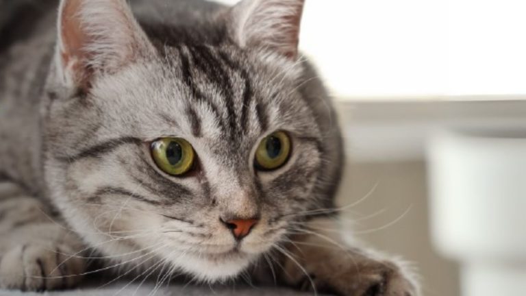 UDLA impulsa conciencia sobre salud felina con ciclo de charlas en el Mes de los Gatos