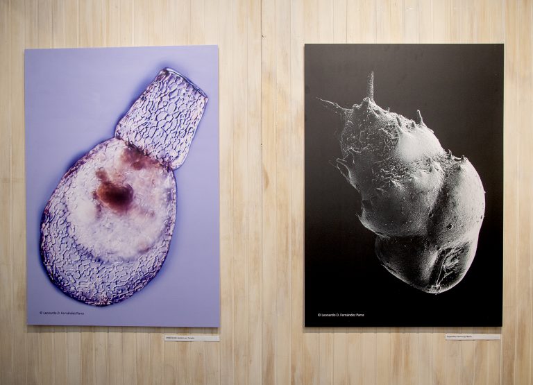UDLA inaugura exposición “Vida secreta: microorganismos chilenos bajo el lente”