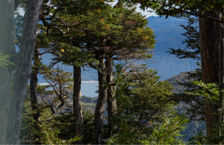 Charla sobre flora nativa de Chile resalta desafíos para su conservación y protección