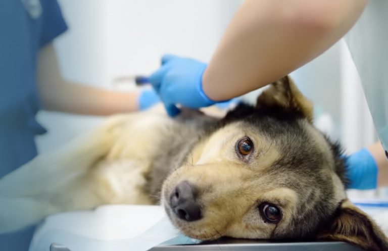 Profesionales y estudiantes se reunieron en torno al bienestar animal en la V Jornada Internacional de Medicina Veterinaria