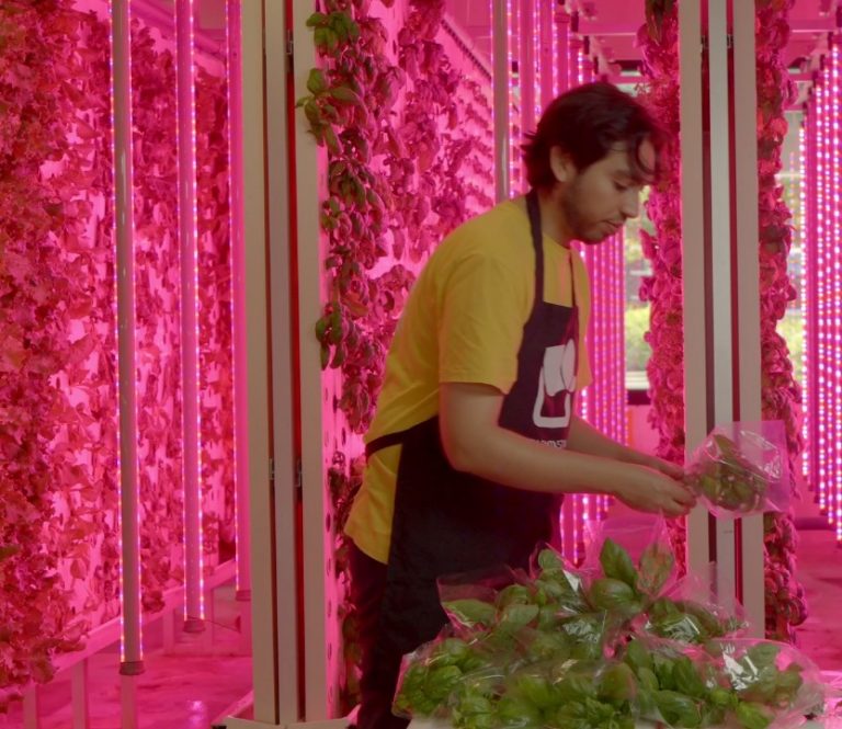 Agricultura vertical: la apuesta profesional del egresado destacado de UDLA Diego Ramírez