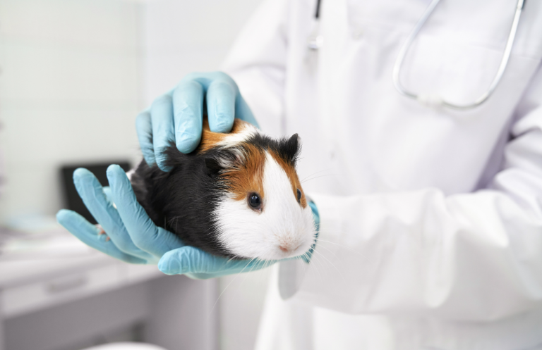 Charla dictada por la FAVA profundiza en la atención clínica de animales exóticos
