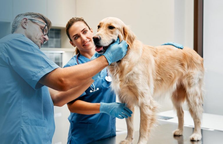 Facultad de Medicina Veterinaria y Agronomía organiza charla sobre vacunación  responsable y efectiva a caninos