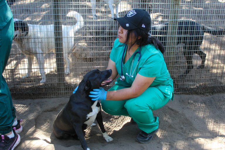 Estudiantes de Medicina Veterinaria de UDLA realizan operativo en refugio de Fundación Ayuda Callejeros