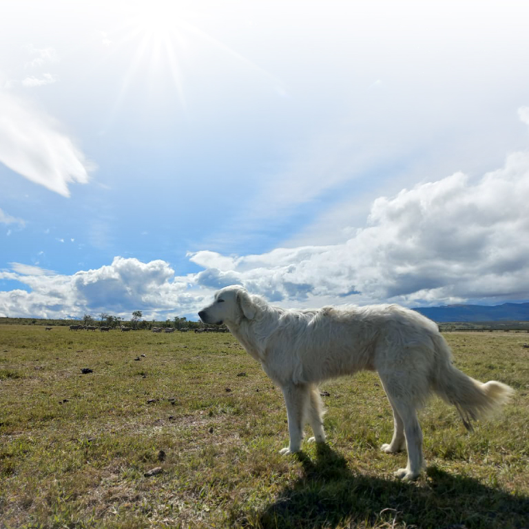 Núcleo de Investigación en Bienestar y Conducta Animal de UDLA realiza su primer seminario internacional sobre bienestar y conducta animal