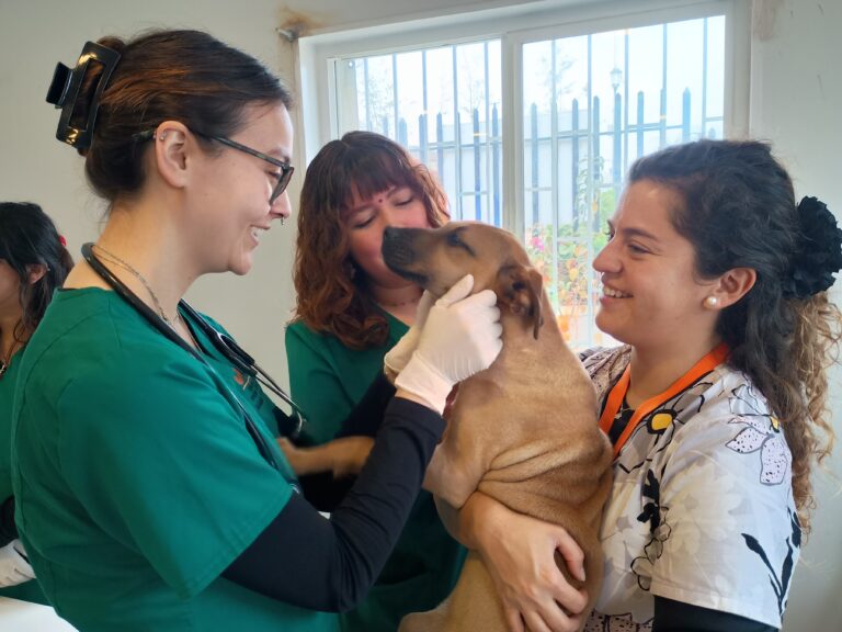 UDLA fortalece trabajo colaborativo con municipios para potenciar operativos veterinarios  