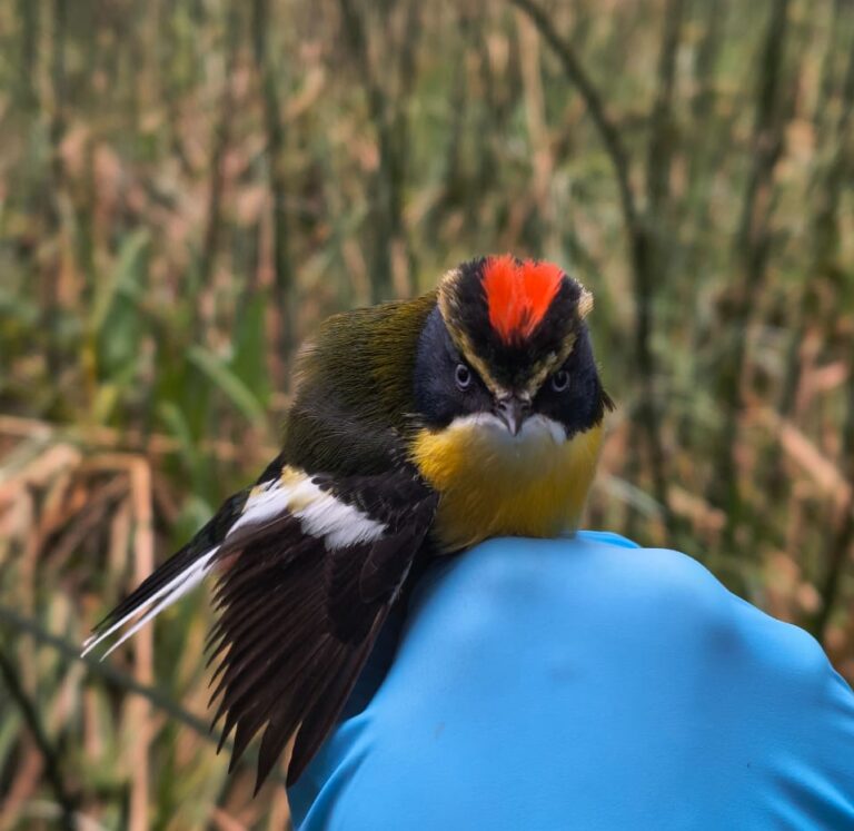 Investigación UDLA estudiará en terreno el rol de aves paseriformes en la circulación de influenza aviar