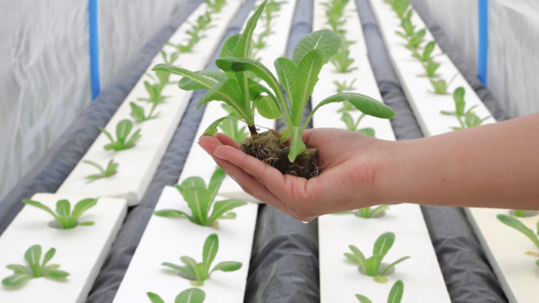 Diplomado de FAVA realiza charla sobre hidroponía bajo ambientes controlados con invitado internacional