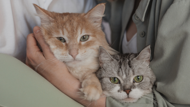 Charla sobre comunicación humano-gato en UDLA: ¿qué observa realmente tu gato?