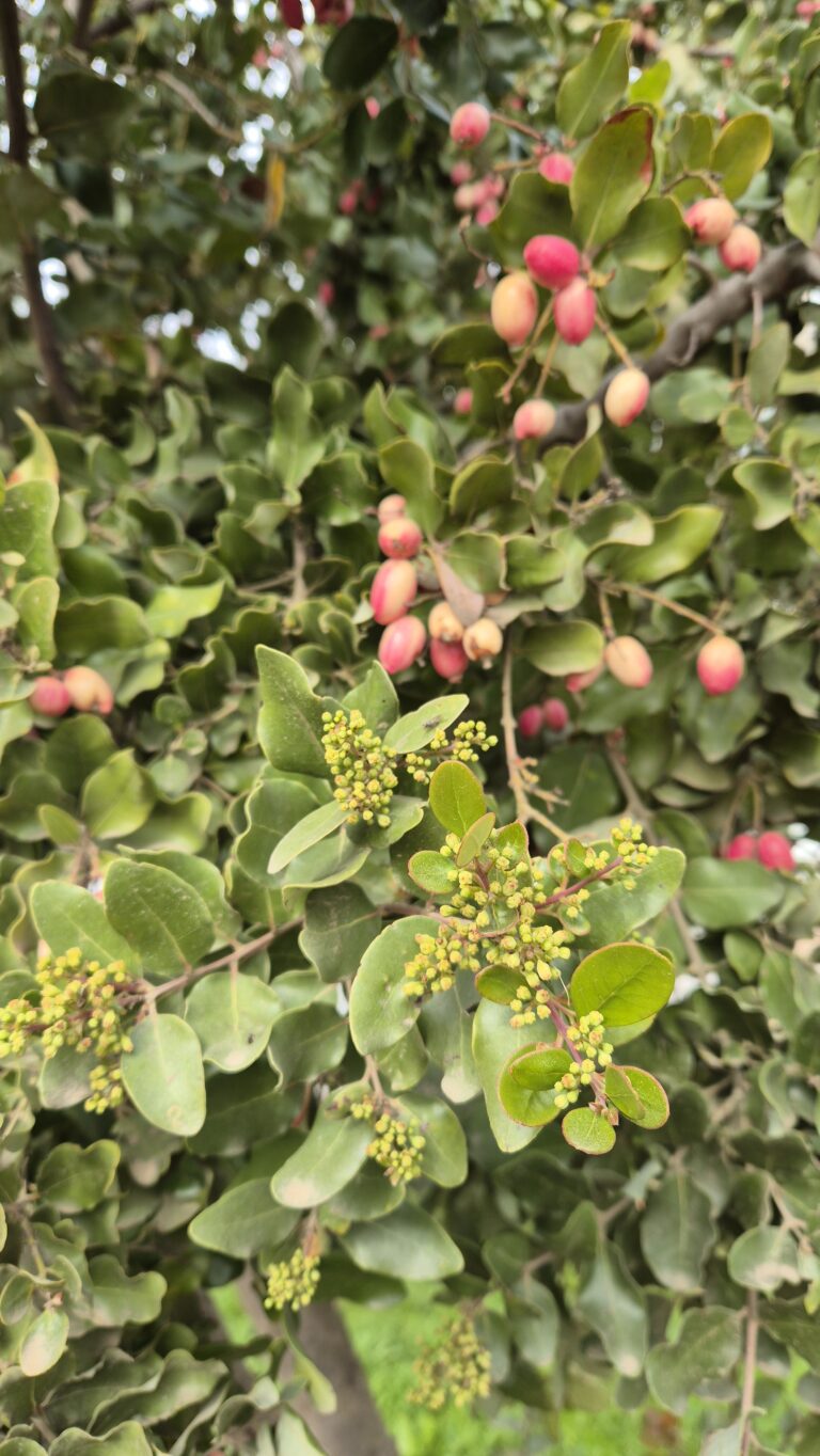 Charla de la FAVA aborda el manejo y conservación de especies desde la fenología vegetal
