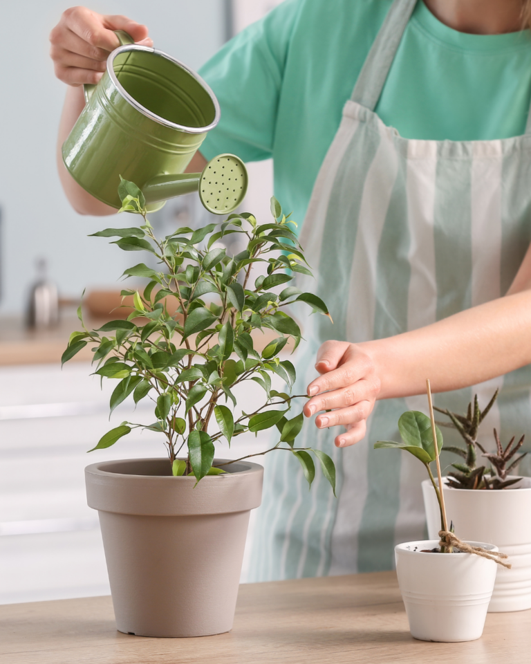 Escuela de Agronomía entrega claves para cultivar plantas en casa