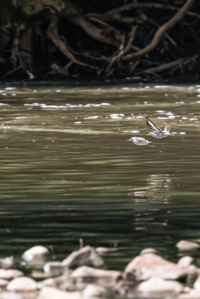 ave sobrevolando río