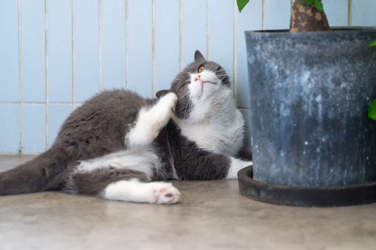 En el Mes de los Gatos UDLA realiza charla sobre prurito felino