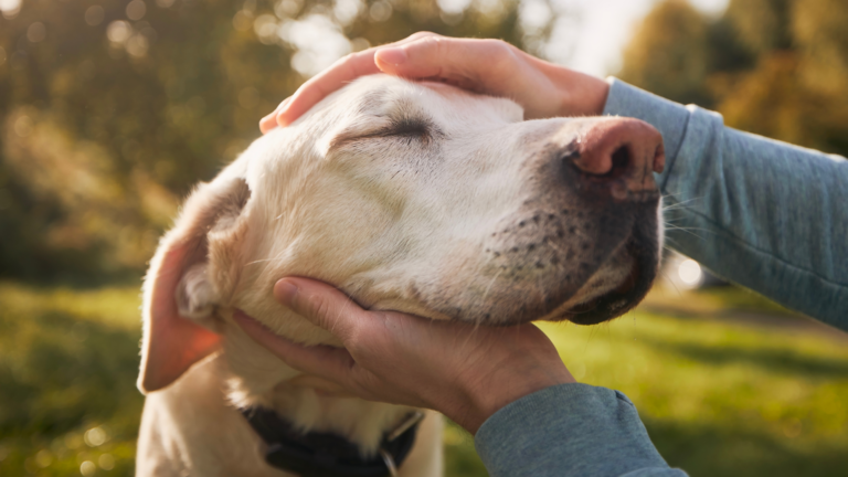 Curso de actualización en etología clínica de UDLA aborda los principales trastornos del comportamiento en perros y gatos